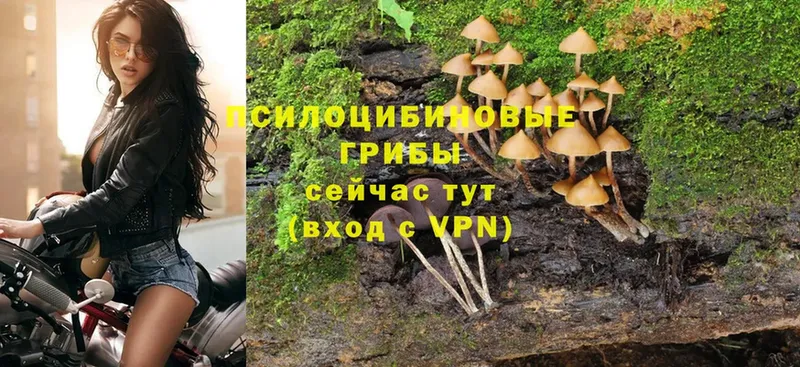 что такое наркотик  Кашин  Галлюциногенные грибы MAGIC MUSHROOMS 